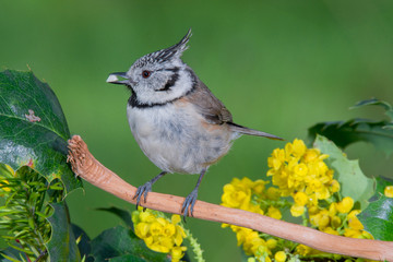 Bird in wildlife