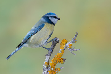 Bird in wildlife