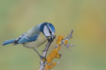Bird in wildlife