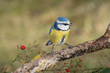 Bird in wildlife