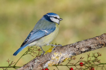 Bird in wildlife