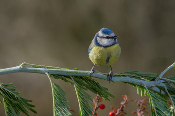Bird in wildlife