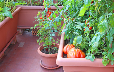 Plants of tomatoes in the garden urban of a little apartment