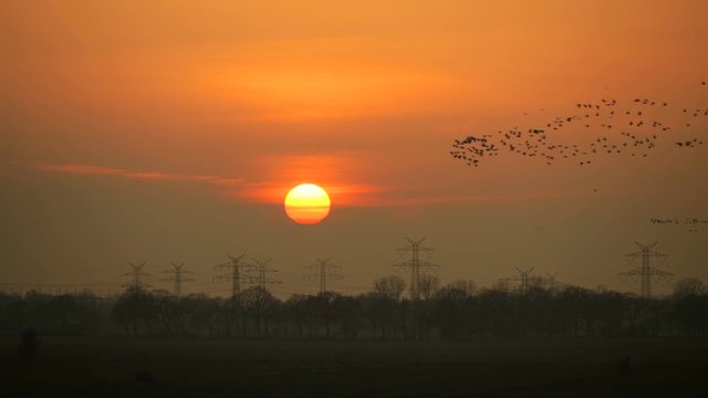 Hundreds of goose flying in front of sunset. High-voltage power transmission line and electricity pylons at the horizon.