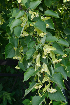 Linden blossoms.
The branch of linden blossoms with golden flowers. Vertical shot.