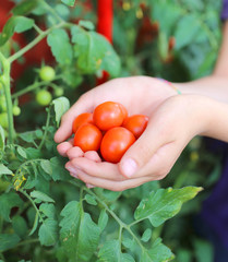 child with his hands full of fresh tomatoes just harvested from