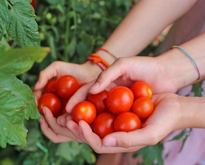 children with hands full of fresh tomatoes just harvested from t