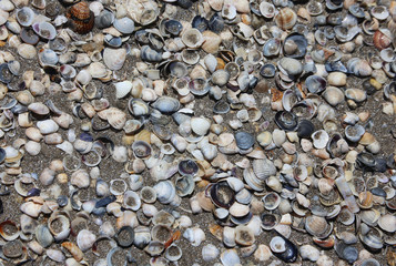 Many shells on the shore of the beach