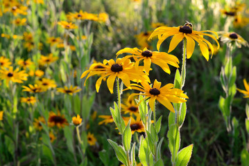 Rudbeckia flowers in a meadow