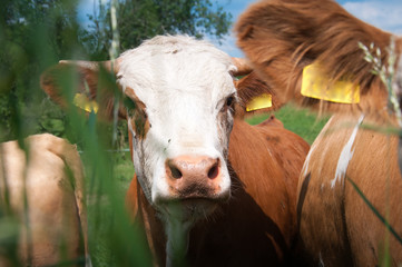 Cows grazing on a pasture