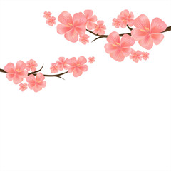 Apple tree flowers. Branches of sakura with flowers isolated on White. Cherry blossom branch. Vector 