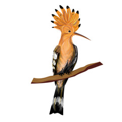 Hoopoe (Upupa epops). Hand drawn vector illusration on white background. © Татьяна Любимова