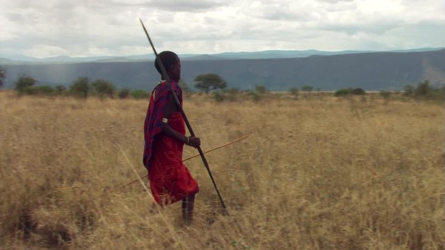 Masai boy with spears going hunting through tawny grass on Tanzanian plain