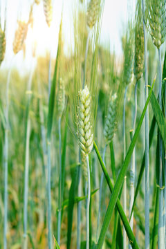 fresh green barley field during summer day.