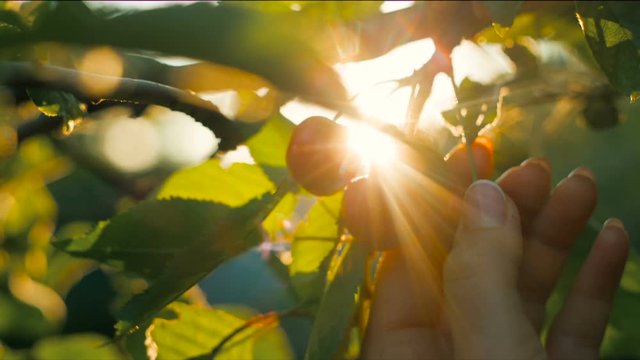 Woman's hand picking cherry