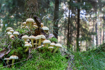 viele Schwefelköpfe im Wald auf einem Baumstumpf