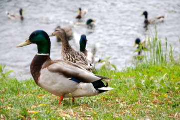 Ducks in city park