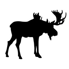 adult moose go black silhouette 