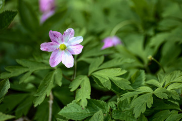 Purple colored blossom of the wood anemone (Anemona nemorosa)