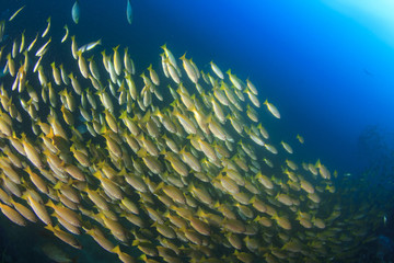 Fototapeta na wymiar School of fish underwater in ocean