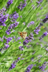 Butterfly on lavender flowers 