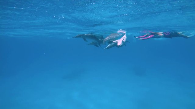 У дельфинов брачный период. Увлекательные погружения с дельфинами. Дайвинг в Красном море близ Египта.