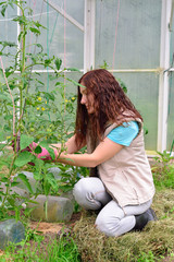 Girl gardener ties up tomatoes in the garden in the greenhouse a