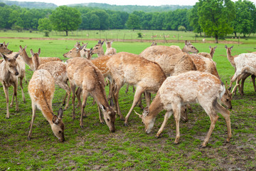 Deer on the meadow