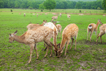 Fototapeta na wymiar Deer on the meadow