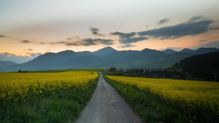 Obraz premium Colza field view