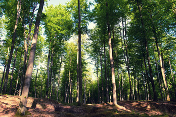 Beautiful green deciduous forest