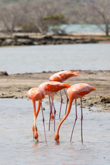 Flamingos im See