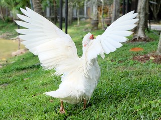 Muscovy duck flying.
