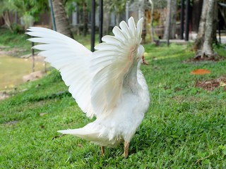 Muscovy duck flying.