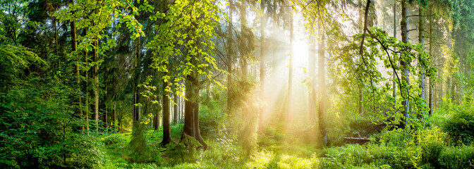 Naklejka premium Wald Panorama bei Sonnenaufgang
