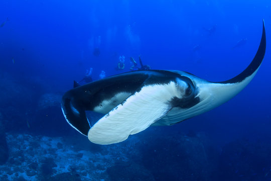 Manta Ray with scuba divers in background
