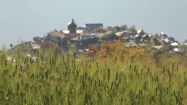 Ears of spring wheat in the Himalayan mountains.