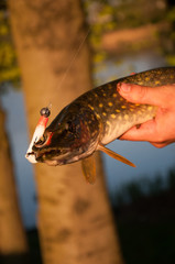 Freshly caught pike in fisherman's hands