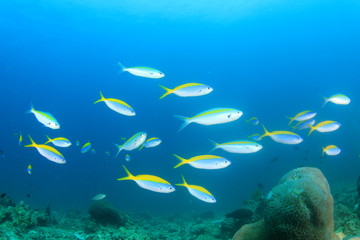 Naklejka na ściany i meble Fusilier fish on underwater coral reef