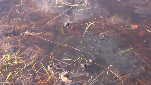Spawning Marsh frogs in early spring on warm day

