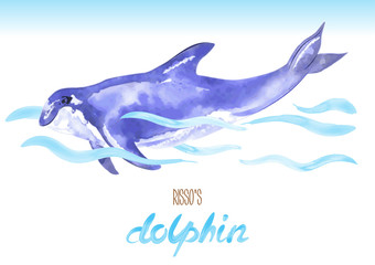Risso's Dolphin. Hand drawn vector watercolor illustration. Grampus griseus.