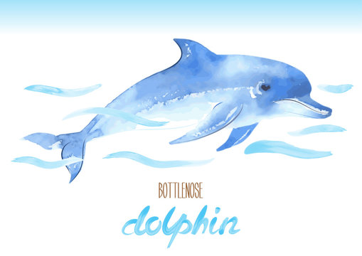 Bottlenose Dolphin. Hand drawn vector watercolor illustration. Tursiops truncatus.