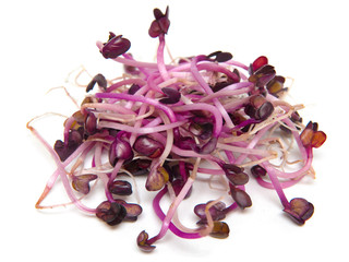 Radieschensprossen