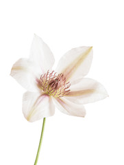 Fototapeta na wymiar clematis flower