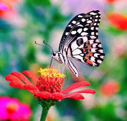 butterfly on flower (Common tiger butterfly)