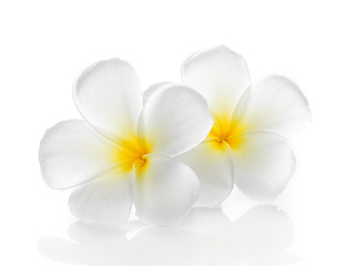 Fleurs tropicales frangipanier (plumeria) isolé sur blanc backgro
