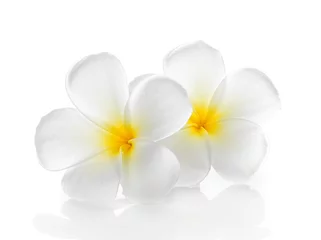 Photo sur Aluminium Frangipanier Fleurs tropicales frangipanier (plumeria) isolé sur blanc backgro