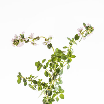 thyme flowers isolated