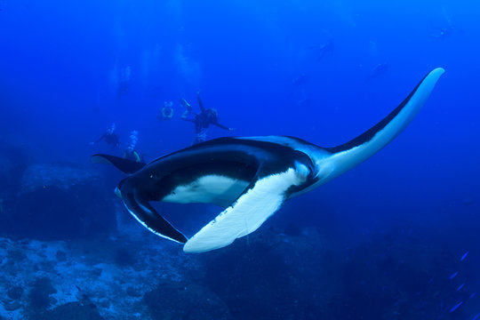 Manta Ray with scuba divers in background