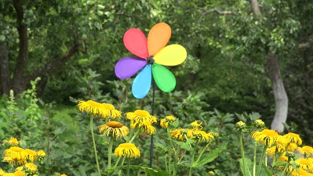 Rainbow colored windmill by Yellowhead plant in the garden in summertime, 4K